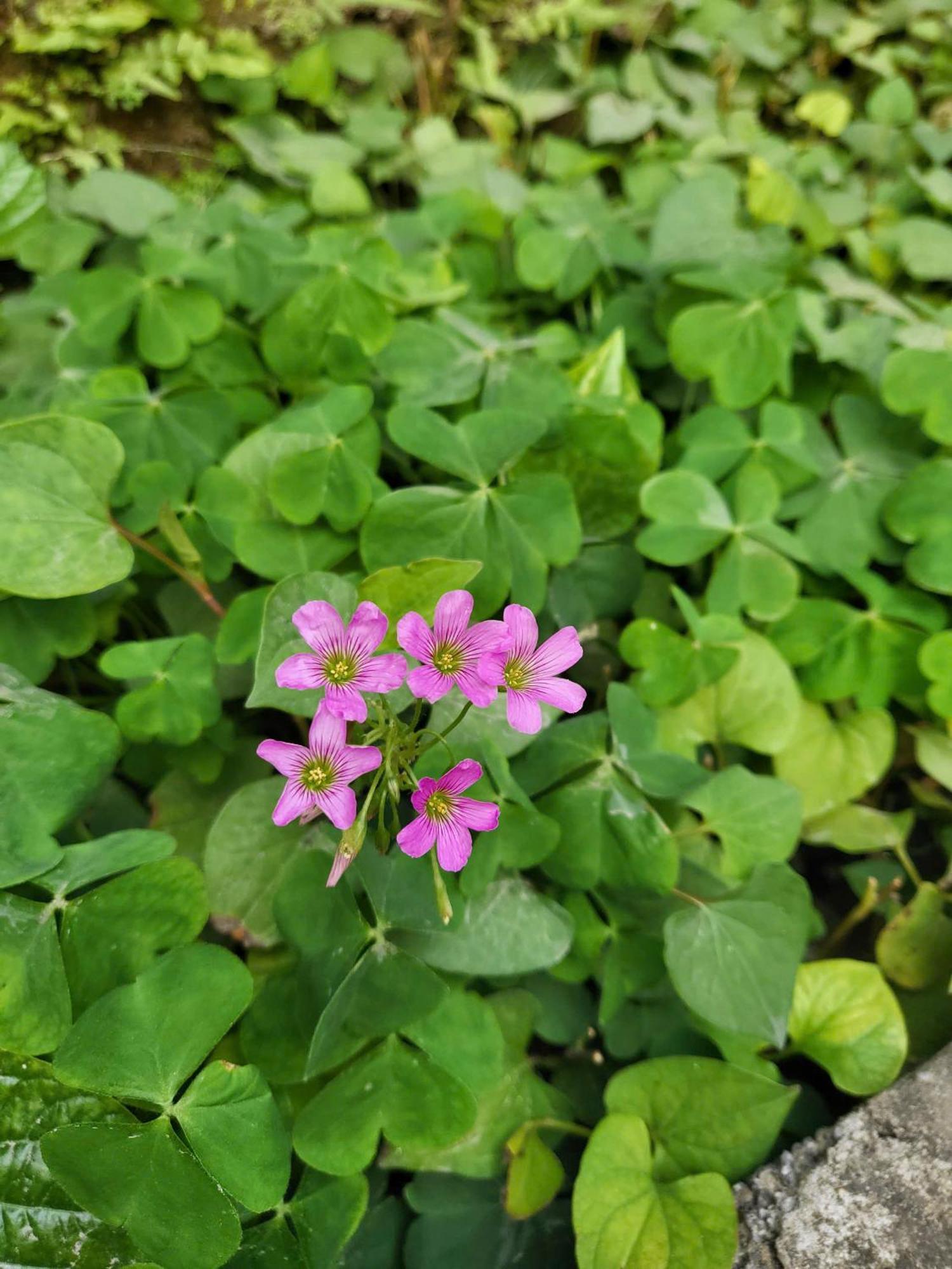 Apartamento Tam Coc Pomelo Garden Ninh Binh Exterior foto